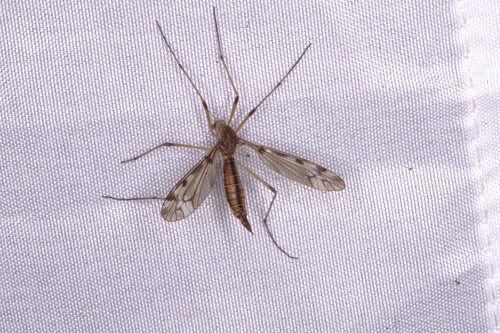 Sooty Crane Fly photo 3