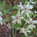 Leontopodium japonicum shiroumense - Photo (c) belvedere04, algunos derechos reservados (CC BY), subido por belvedere04