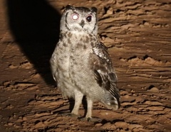 Bubo cinerascens
