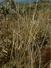 Chionochloa lanea