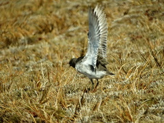 Charadrius obscurus obscurus