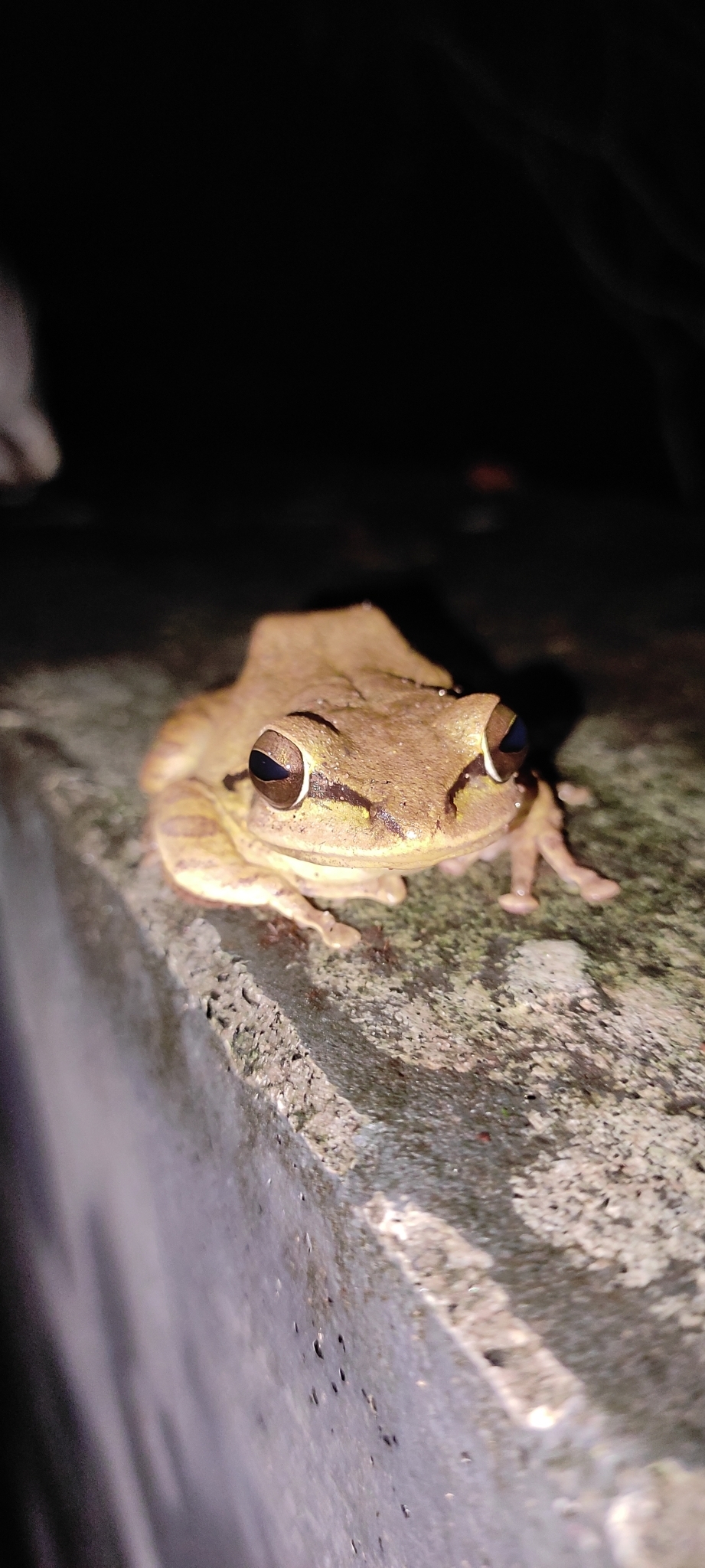 Big-Headed Whipping Frog