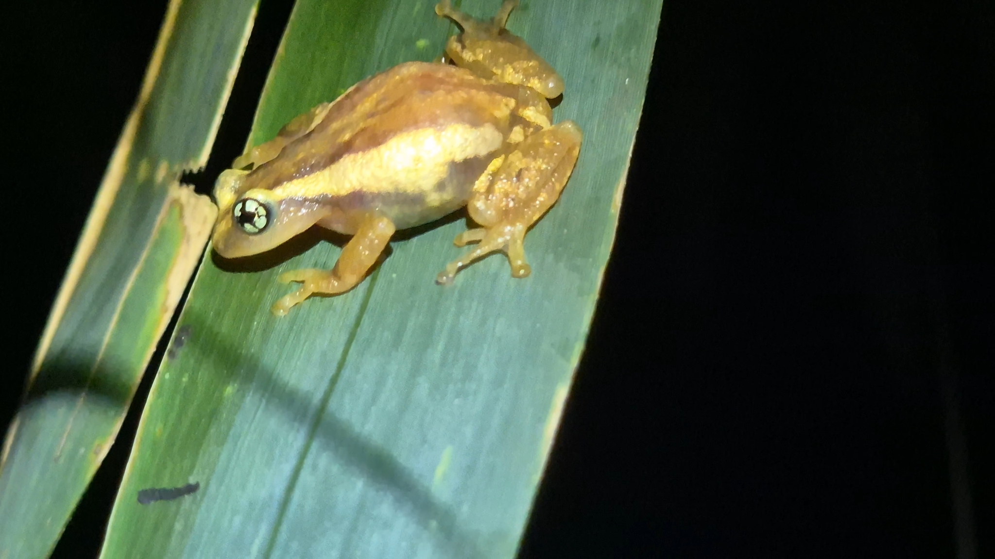 Reed Bush Frog
