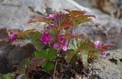 Rubus arcticus acaulis