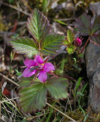 Rubus arcticus acaulis
