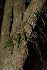 Elaphoglossum macropodium