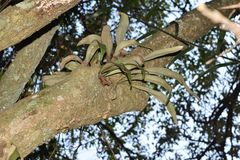 Elaphoglossum macropodium