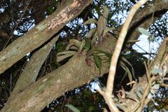 Elaphoglossum macropodium