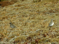 Charadrius obscurus obscurus