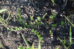 Polygala ohlendorfiana