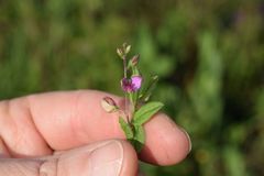 Polygala ohlendorfiana