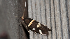 Macrobathra alternatella