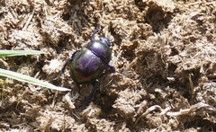 Trypocopris pyrenaeus