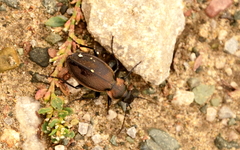 Carabus regalis