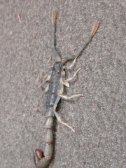 Uroplectes olivaceus