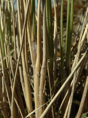Chionochloa lanea