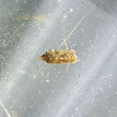 Errastunus ocellaris