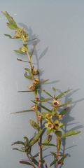 Ludwigia alata