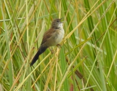 Catriscus brevirostris