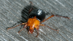 Phyllotocus nigripennis