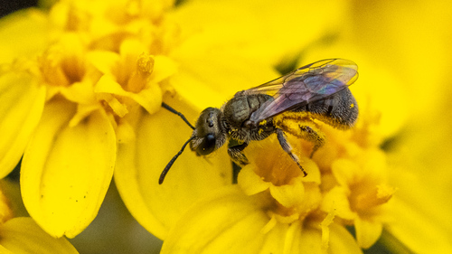 Lasioglossum brunneiventre