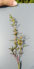 Ludwigia alata
