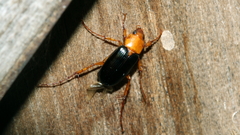 Phyllotocus nigripennis