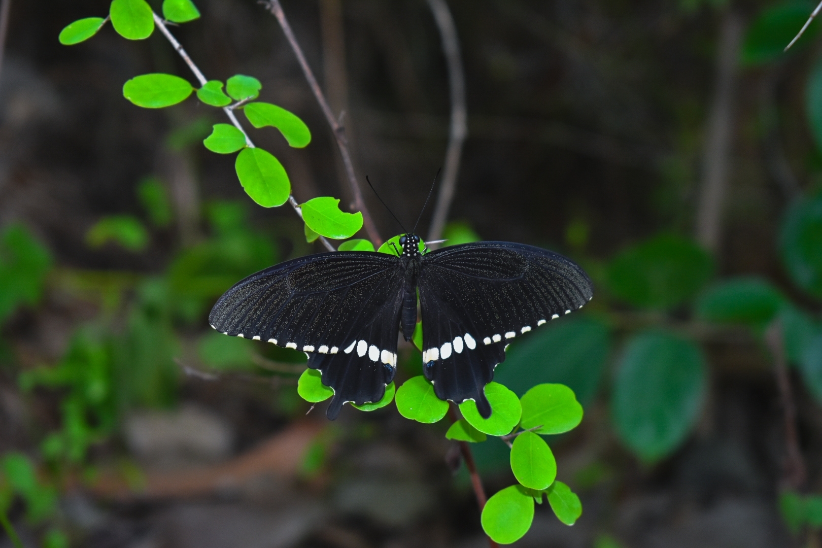 Common Mormon
