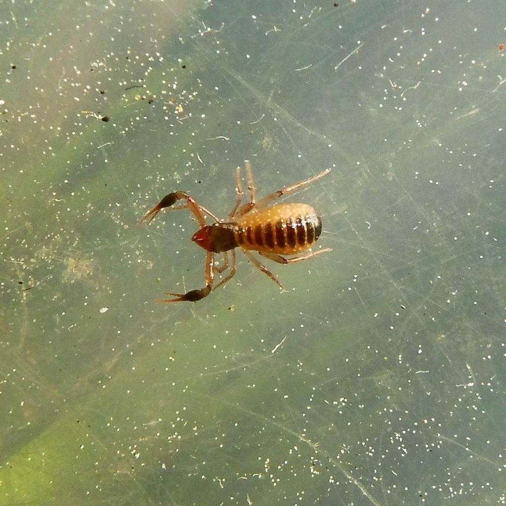 Dark-clawed Chthonid