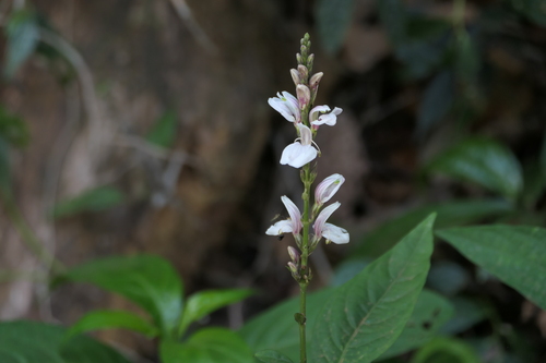 Mountain justicia (Justicia santapaui)