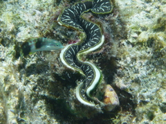 Thalassoma nigrofasciatum