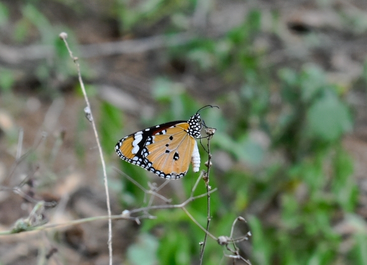 Plain Tiger