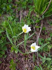 Ranunculus kuepferi