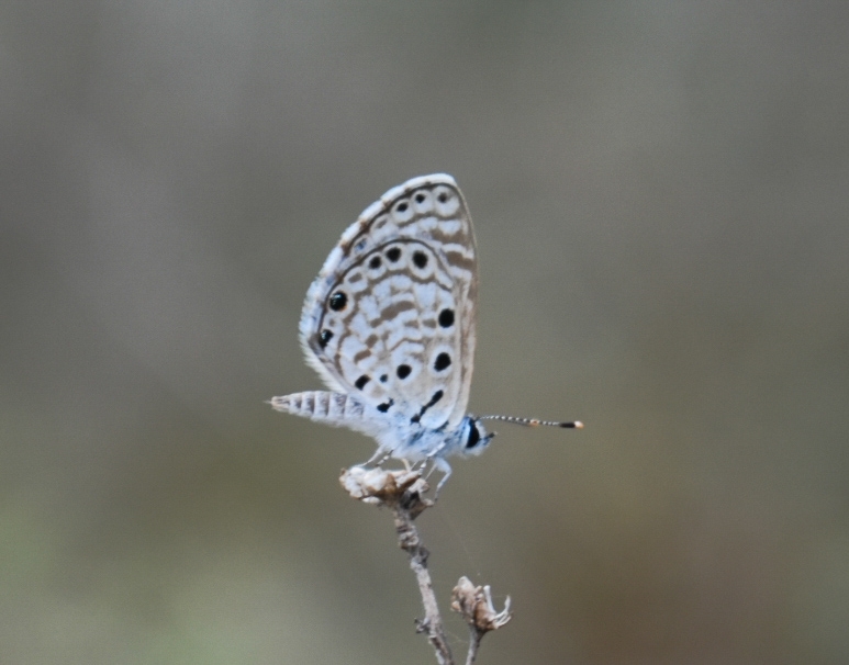 African Babul Blue