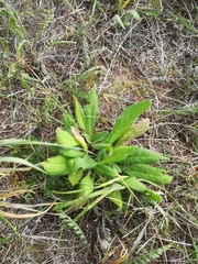 Pilosella aurantiaca