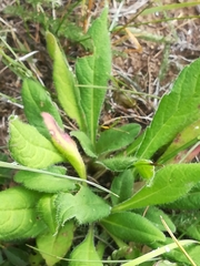 Pilosella aurantiaca