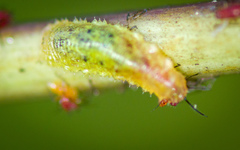 Epistrophella emarginata