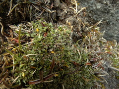 Actinotus novae-zelandiae