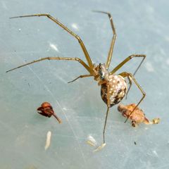 Floronia bucculenta