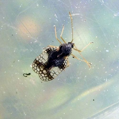 Andromeda Lace Bug, photo 4 of 10