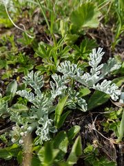 Jacobaea incana
