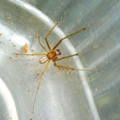 Floronia bucculenta