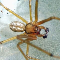 Floronia bucculenta