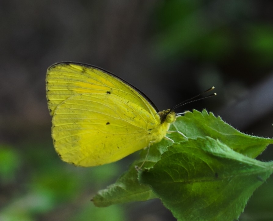Yellow Orange-Tip