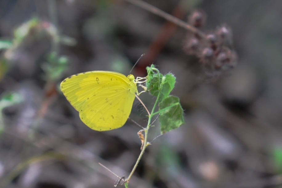 Common Grass Yellow