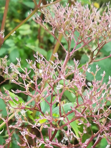 Vaistinis valerijonas nuotrauka