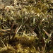 Astelia linearis novae-zelandiae - Photo (c) Rowan Hindmarsh-Walls, some rights reserved (CC BY-NC), uploaded by Rowan Hindmarsh-Walls