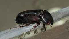Acrossidius tasmaniae
