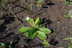 Gerbera piloselloides