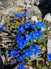 Gentiana bavarica